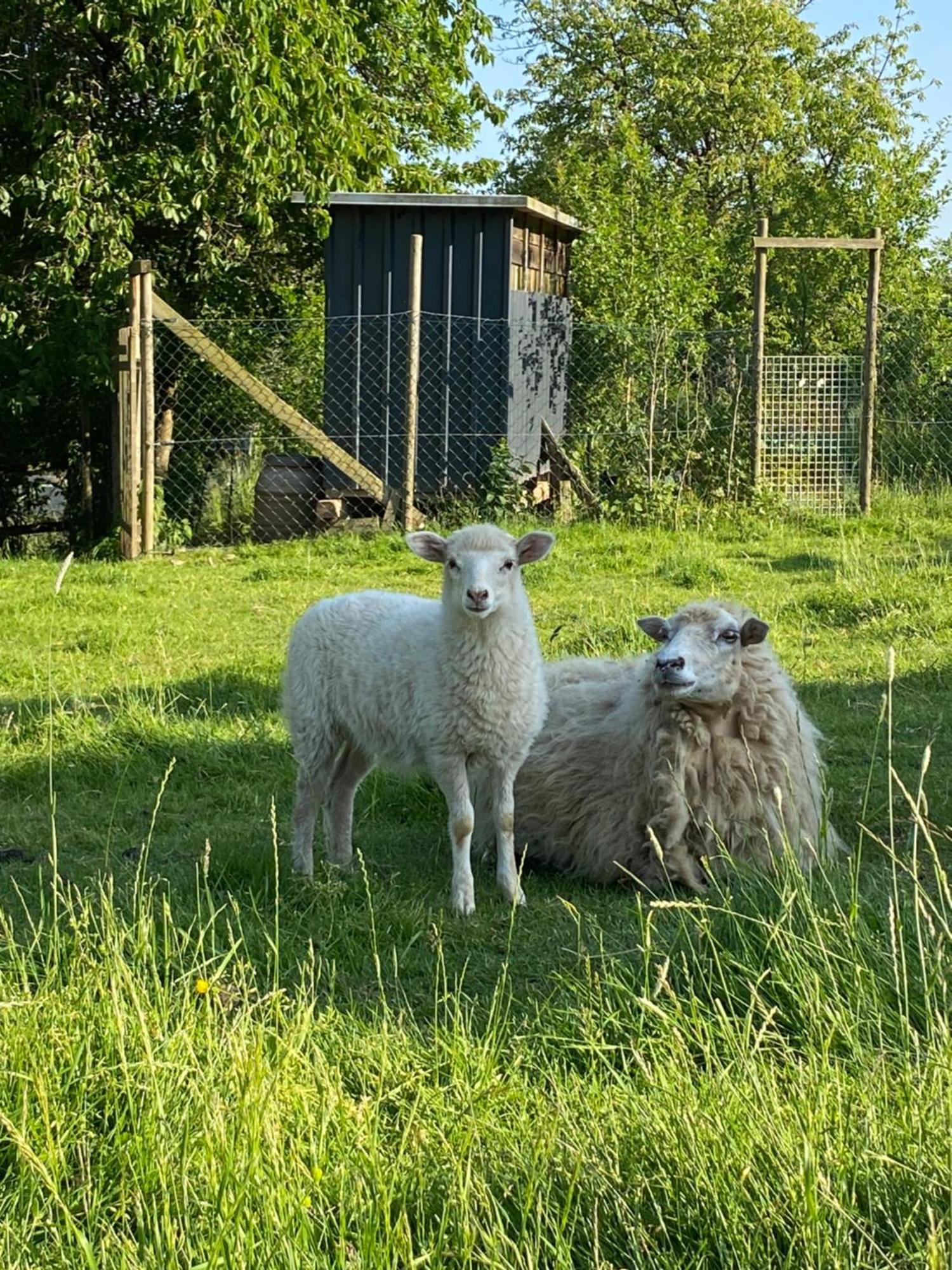 Landhof Lieg - Tierische Auszeit In Unseren Gemuetlichen Ferienwohnungen Exterior foto