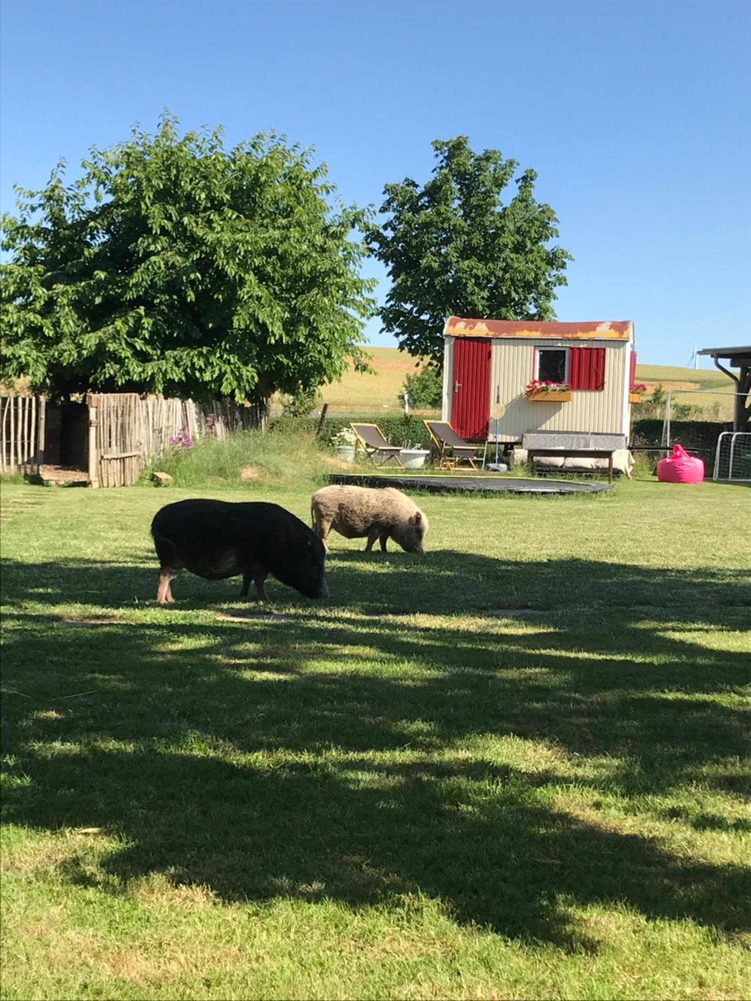 Landhof Lieg - Tierische Auszeit In Unseren Gemuetlichen Ferienwohnungen Exterior foto