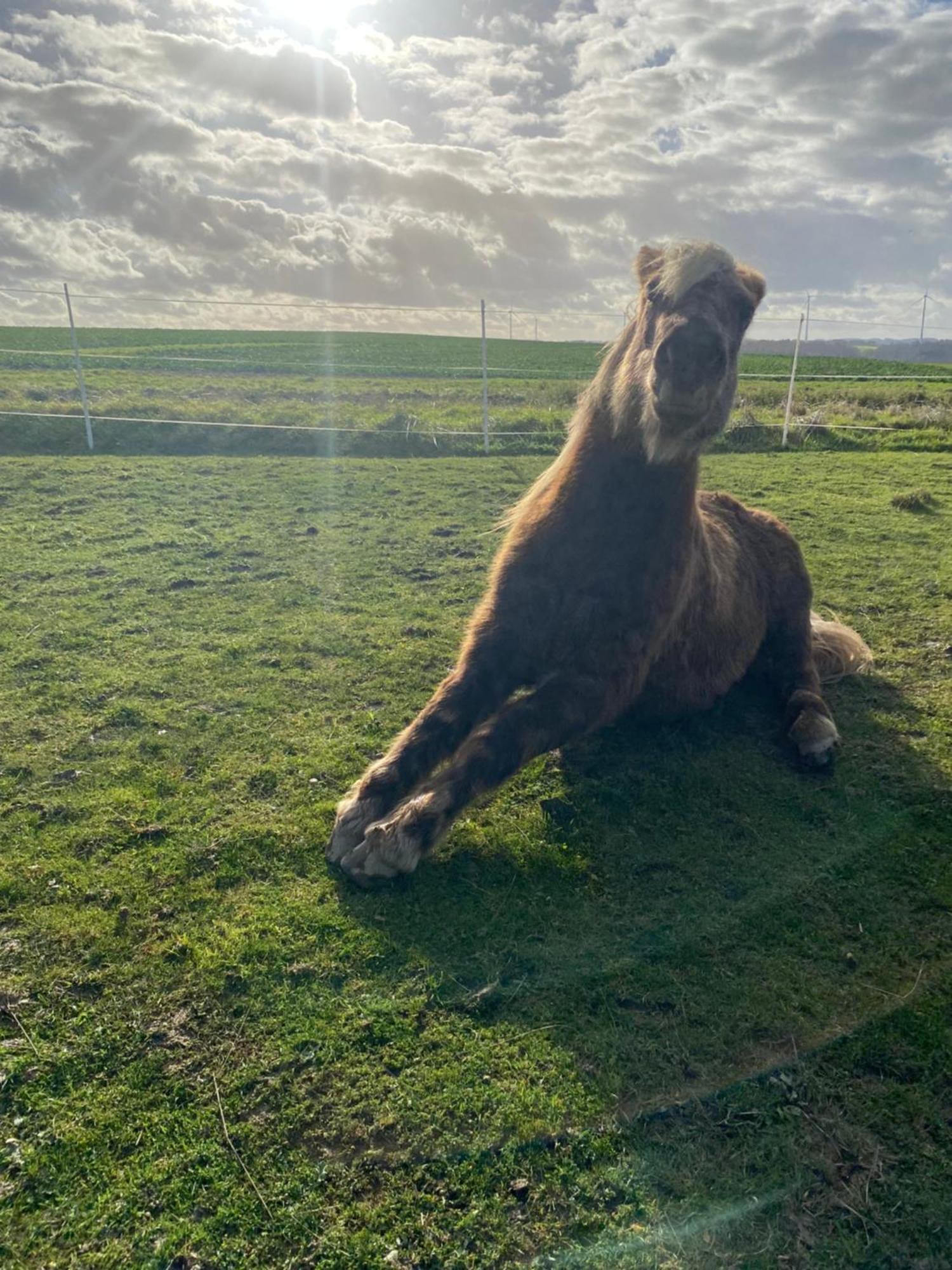 Landhof Lieg - Tierische Auszeit In Unseren Gemuetlichen Ferienwohnungen Exterior foto