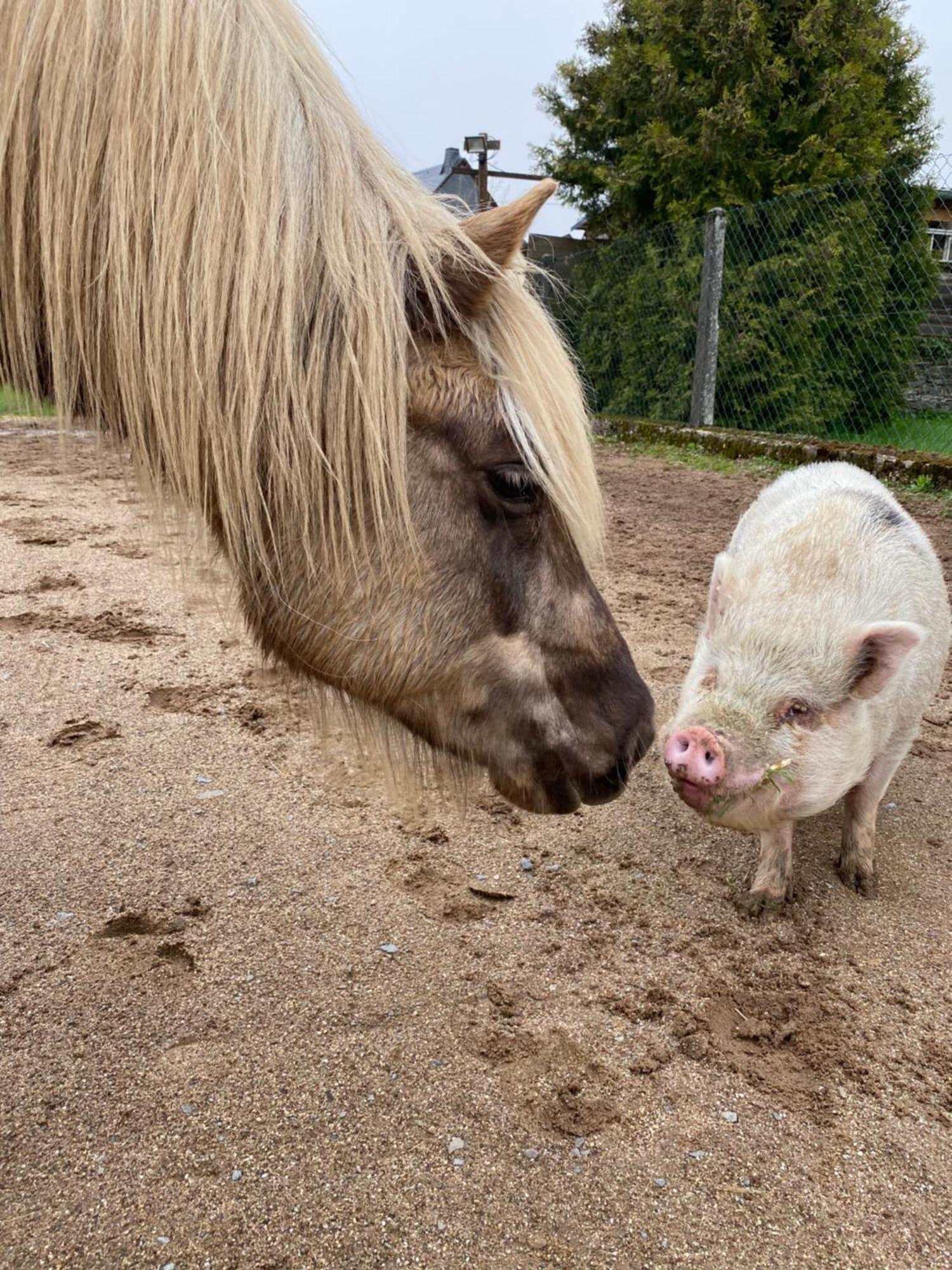 Landhof Lieg - Tierische Auszeit In Unseren Gemuetlichen Ferienwohnungen Exterior foto